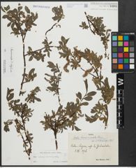 Foto von Salix alpina Scop. x Salix breviserrata Flod.
